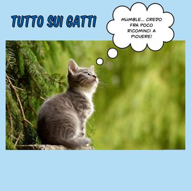 Book Creator I Gatti