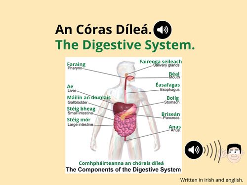 Book Creator | Turas ar an gCóras Díleá. Tour of the Digestive System.