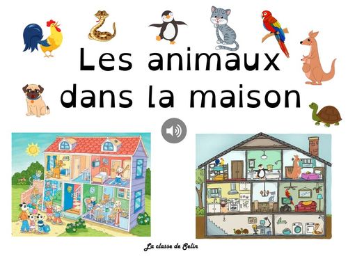 Les animaux dans la maison