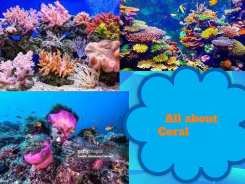 All About Coral
