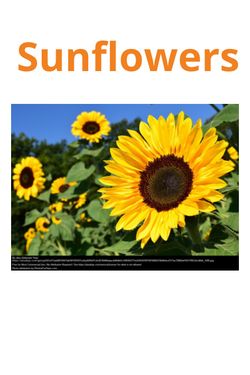 Book Creator | Sunflowers