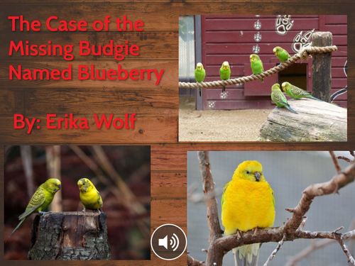 The Case of the Missing Budgie Named Blueberry