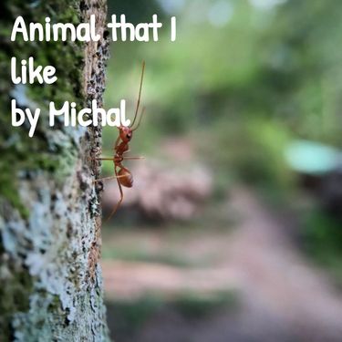 Animal book