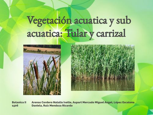 Book Creator | Botanica tular y carrizal