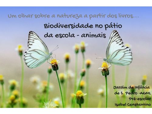 Biodiversidade no pátio - animais