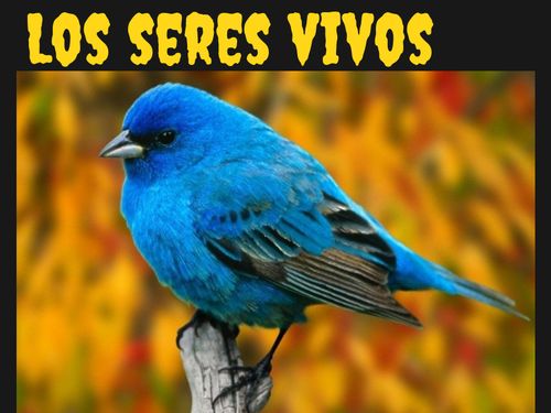 Los seres vivos