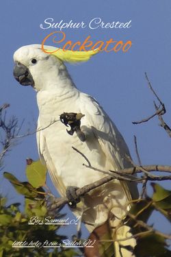 Sulphur Crested Cockatoo