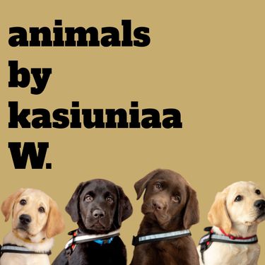 Animal book