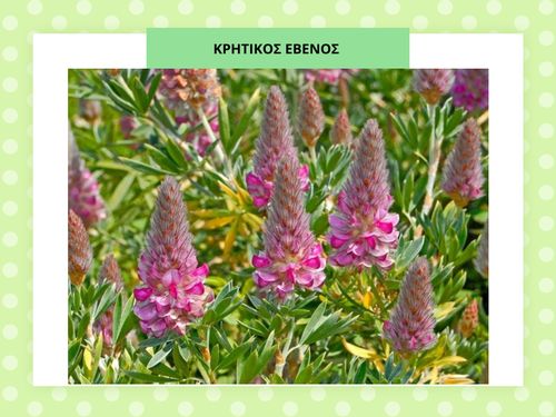 ΚΡΗΤΙΚΟΣ ΕΒΕΝΟΣ- ΕΝΔΗΜΙΚΟ ΦΥΤΟ ΤΗΣ ΚΡΗΤΗΣ
