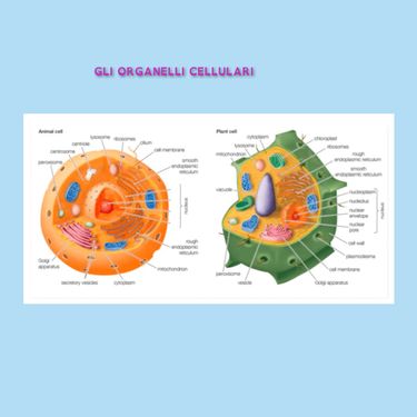 Book Creator | Gli Organelli Cellulari
