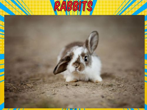 Book Creator | rabbits