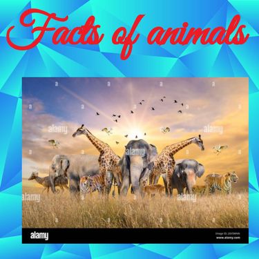 Book Creator - Facts on animals