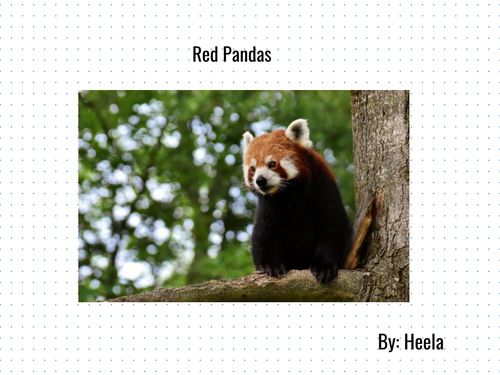 Book Creator | Red Pandas