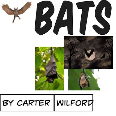 Book Creator | Bats