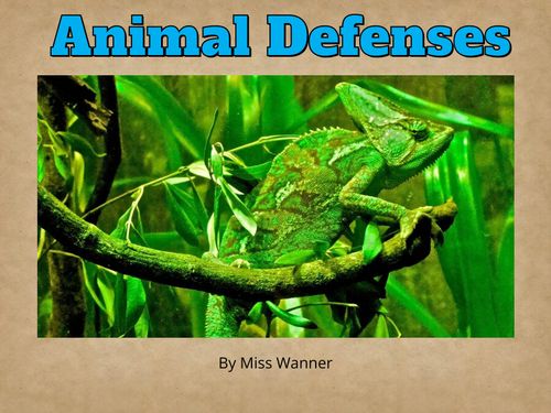 Animal Defenses