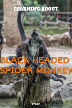 Black Headed Spider Monkey