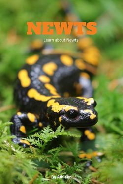 Newts
