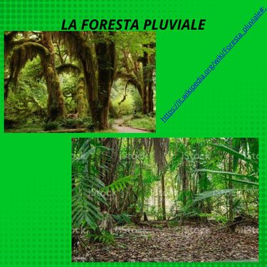 Book Creator | FORESTA PLUVIALE