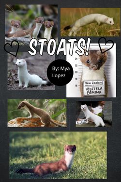 Book Creator | Stoats!