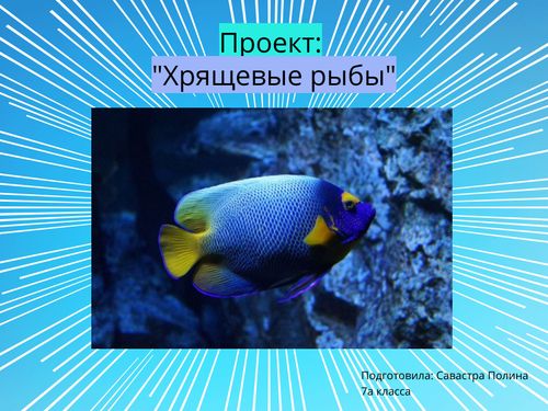 Book Creator | Хрящевые представителя