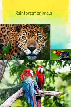 Rainforest animals by chloe