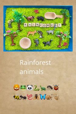 Rainforest Animals