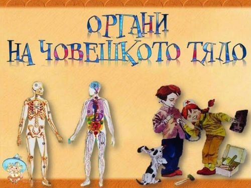 Book Creator | Органи на човешкото тяло - 3.клас