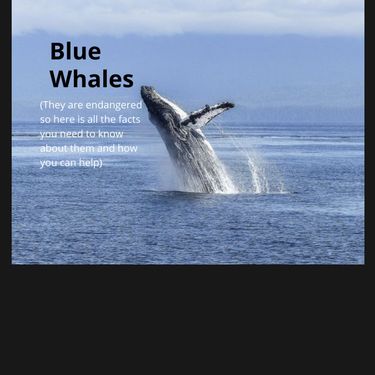 Book Creator | Blue Whale