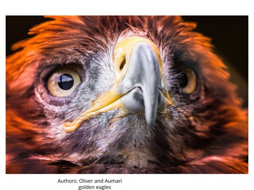 Book Creator | BIRDS
