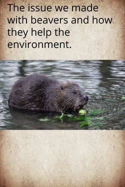 Book Creator | How Beavers Help The Environment
