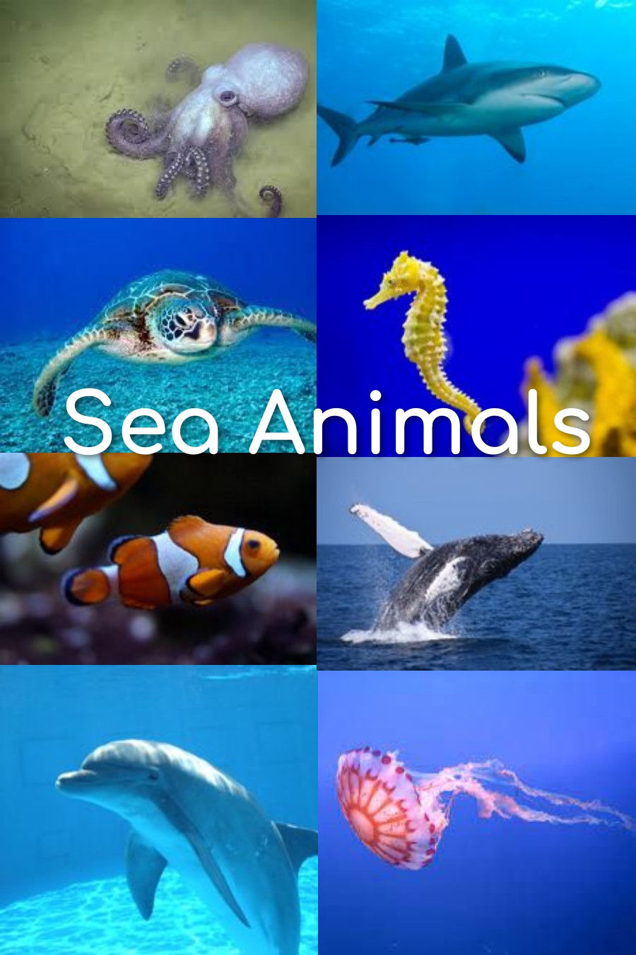 Top 187+ Sea animals name with images - Merkantilaklubben.org