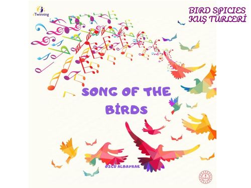 SONG OF THE BIRDS PROJECT