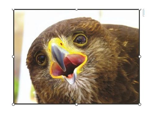 Book Creator | Birds Photographs