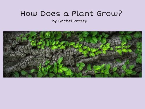 How Does A Plant Grow?