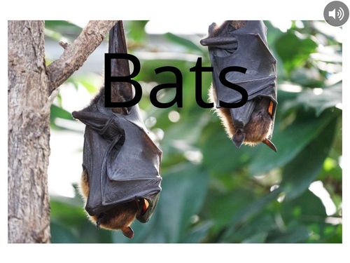 Book Creator | Bats