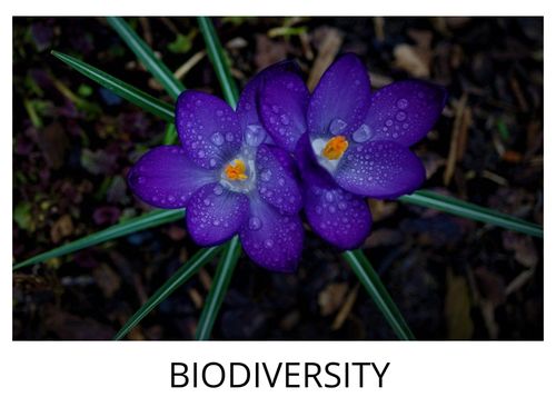 Biodiversity