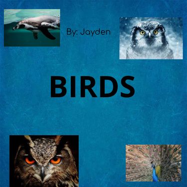 Book Creator | Birds