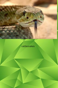 Book Creator | rattle snkes