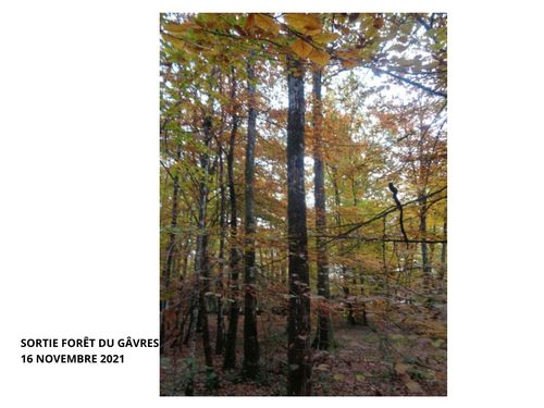 SORTIE FORÊT DU GÂVRES NOV.21