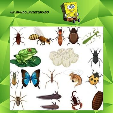 Book Creator | UN MUNDO INVERTEBRADO