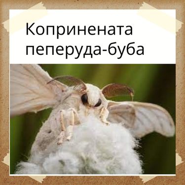 Book Creator | Копринената пеперуда буба