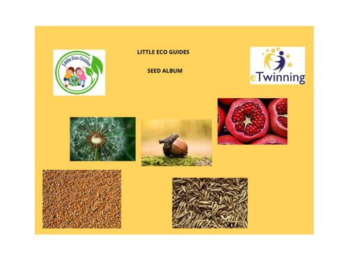 SEED ALBUM