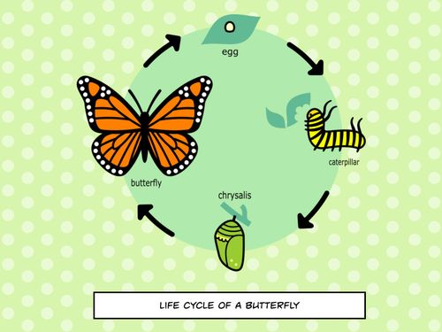 Life Cycle of a Butterfly - Jump! Inc.