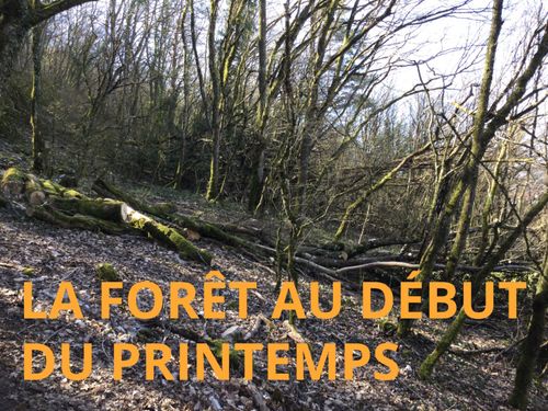 La forêt au printemps