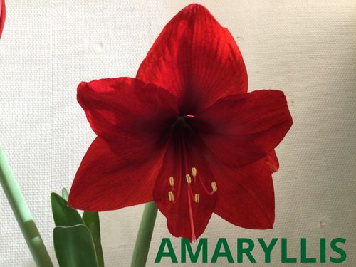 Amaryllis