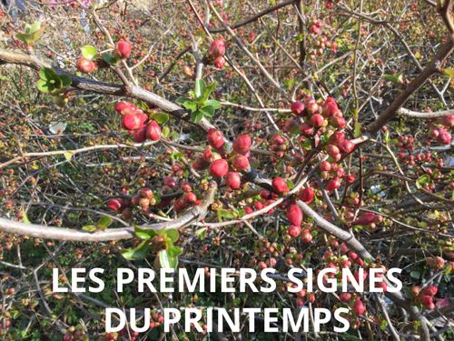 Les premiers signes du printemps