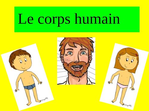 Le corps humain