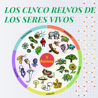 clasificación de los cinco reinos