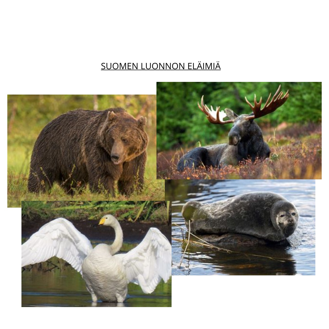 Book Creator - Suomen luonnon eläimiä