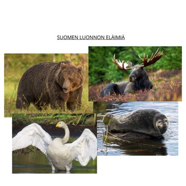 book-creator-suomen-luonnon-el-imi